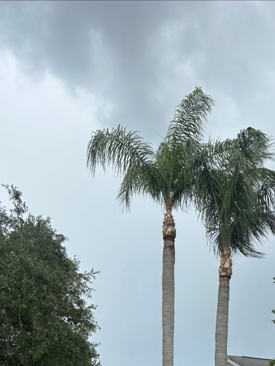Front-yard palms after cleanup with trimmed crowns and cleaner frond structure