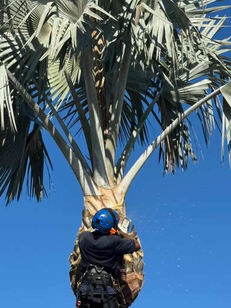 Tree climber in a black Lutz Tree Co shirt and blue helmet cutting a palm trunk with a chainsaw, sawdust flying
