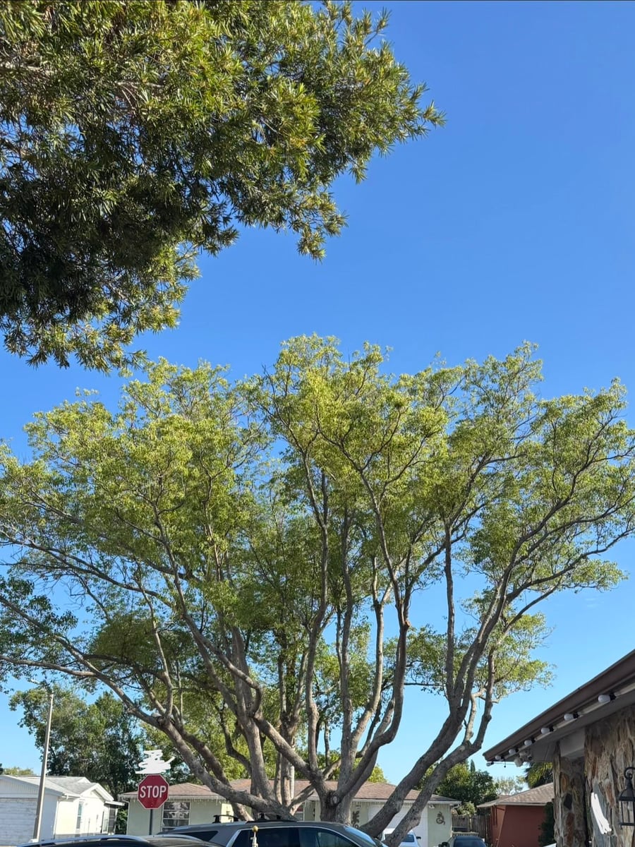 Large residential canopy after pruning with cleaner branch structure and improved clearance