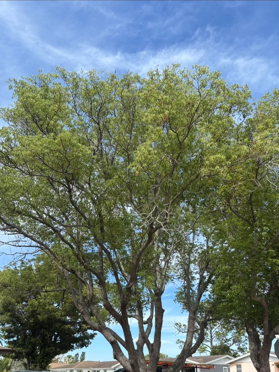Second view of a large residential tree canopy before pruning
