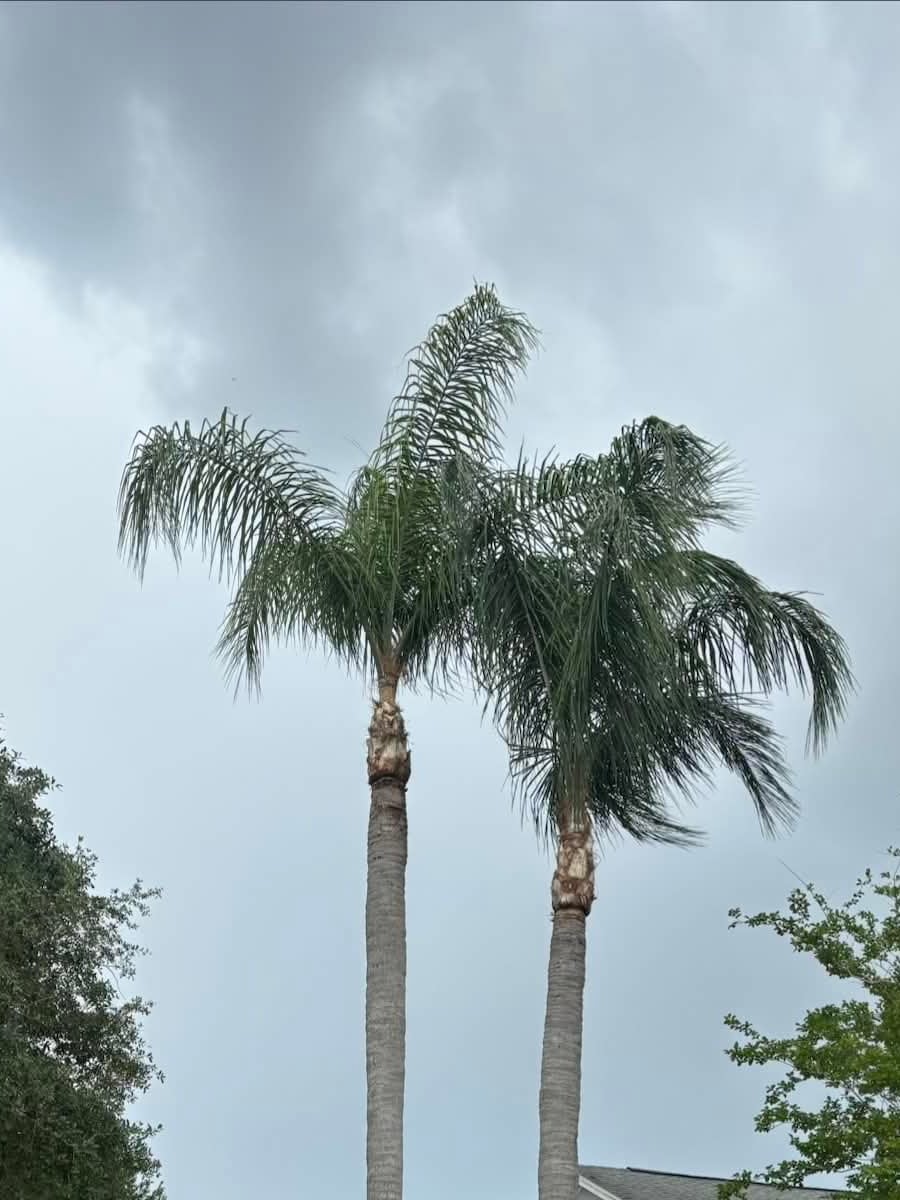The same residential palms after canopy cleaning, with dead fronds removed