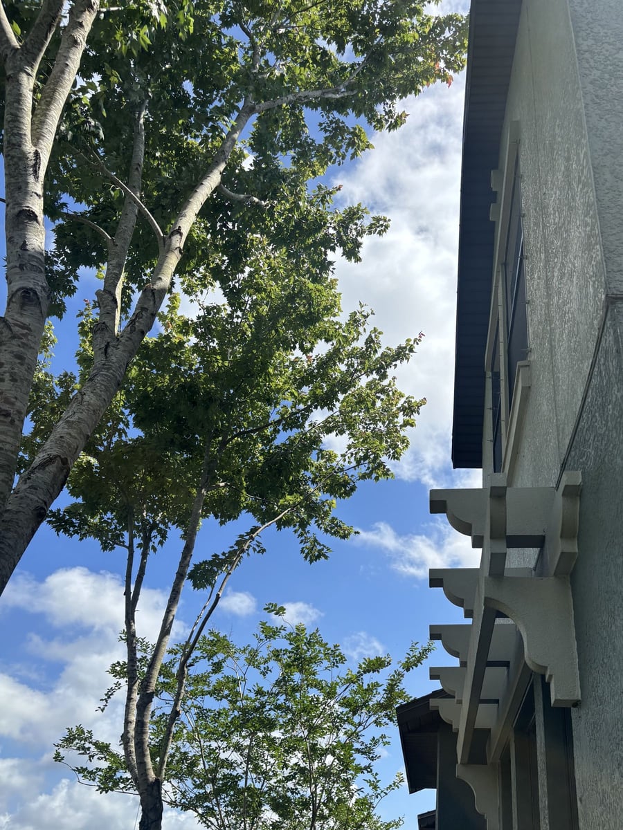 Closer view after roofline clearance pruning with more open space by the building