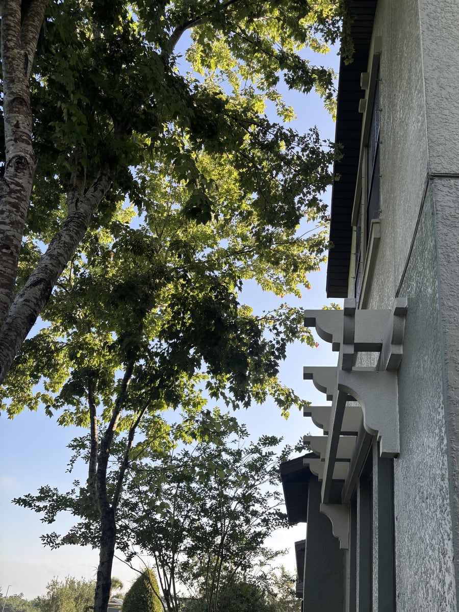 Closer view of branches before roofline clearance pruning beside a residential wall